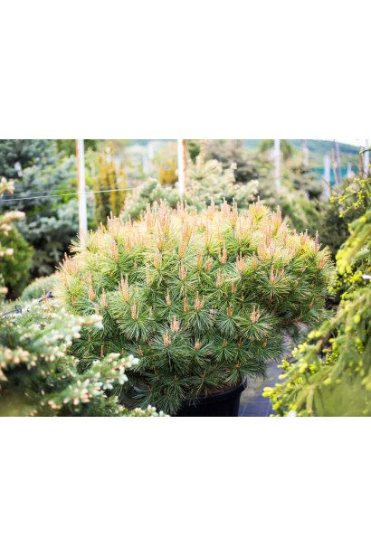 Декоративная сосна с пышной кроной.